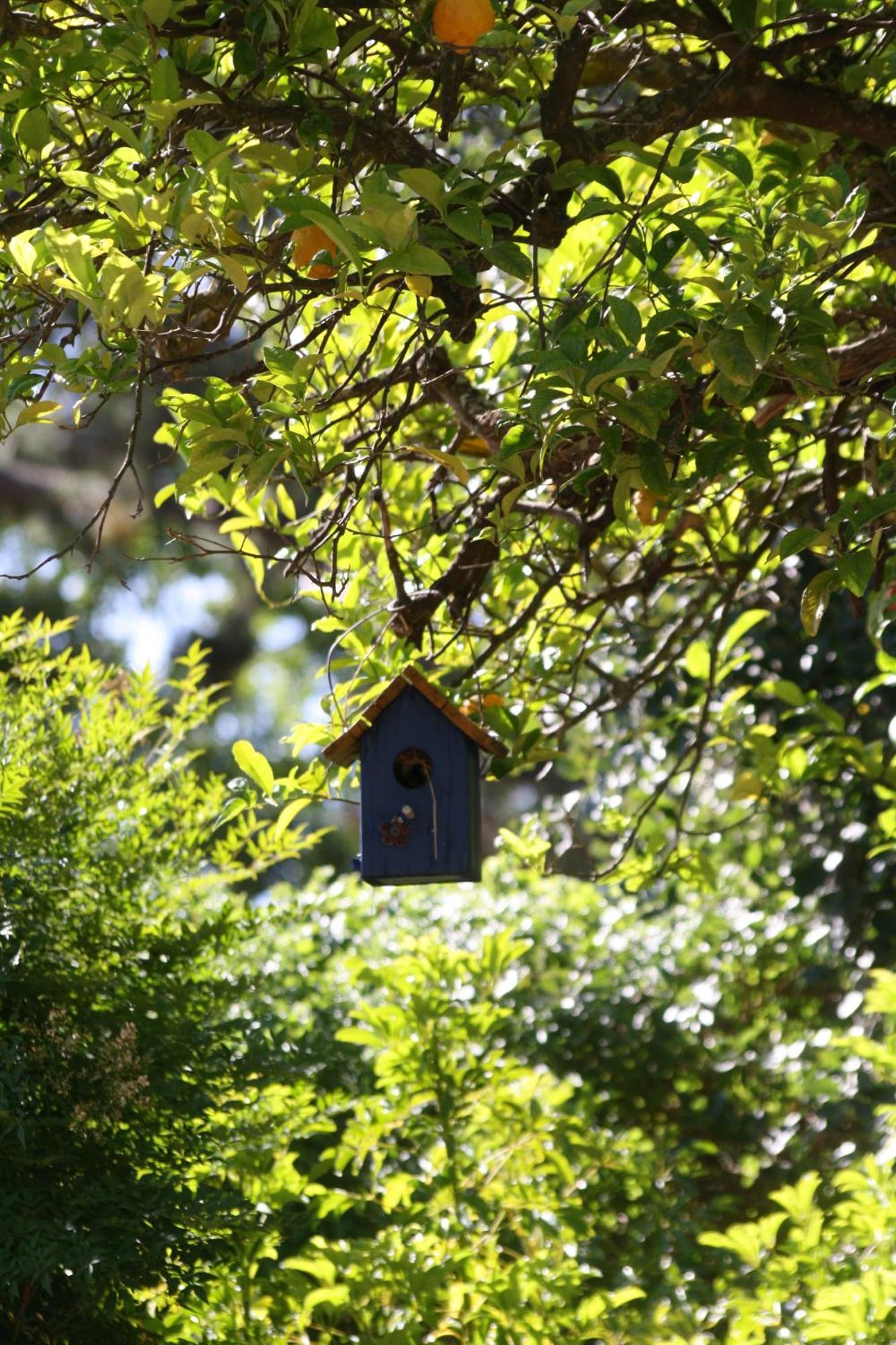 Tortelduif Cottage Municipalità locale di Municipalità locale di Stellenbosch Esterno foto
